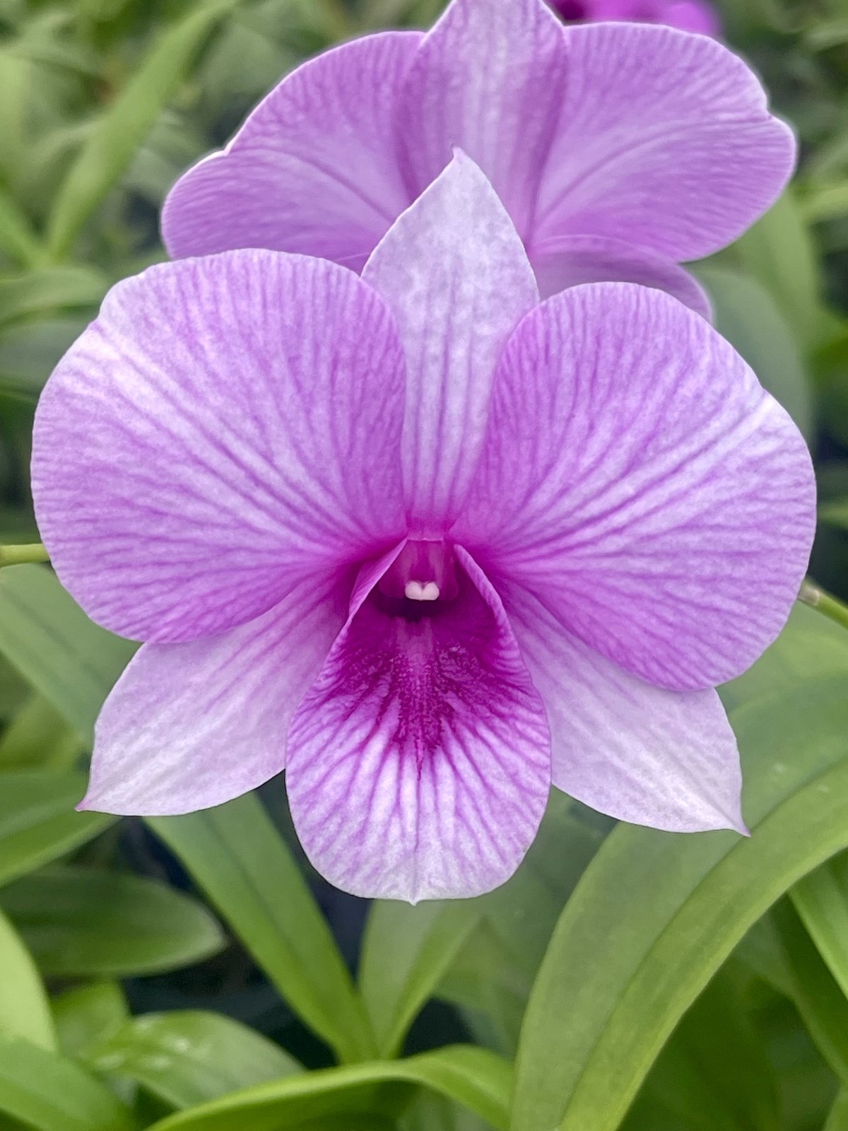 2 Assorted Dendrobiums — 2 Assorted Dendrobiums