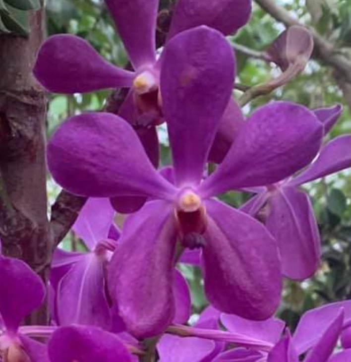 Aranda Nora Alsagoff 'Blue Giant' — Aranda Nora Alsagoff 'Blue Giant'