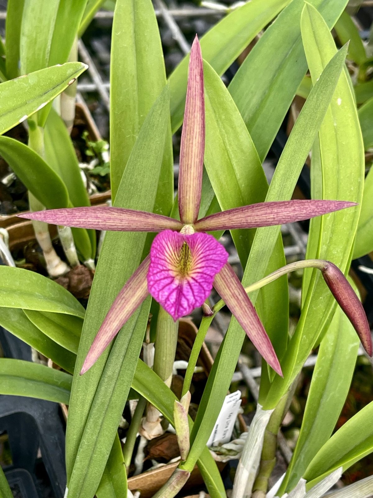 Bc. Hamlyn's Magic 'Leilani' — Bc. Hamlyn's Magic 'Leilani'