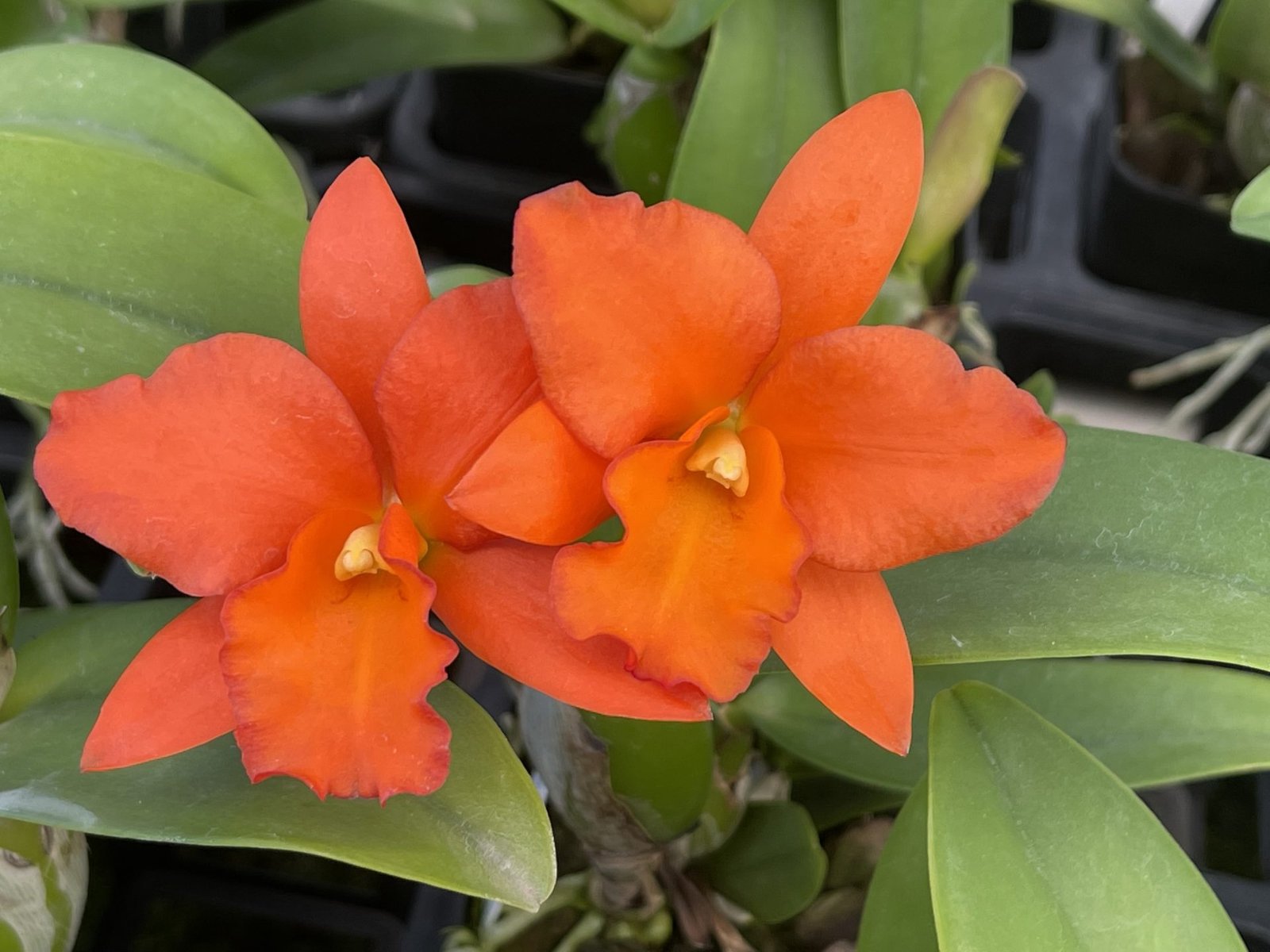 Blc. Dan O'Neil 'Jubilee' — Blc. Dan O'Neil 'Jubilee'