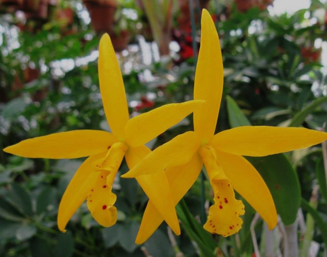 Blc. Hawaiian Treat — Blc. Hawaiian Treat