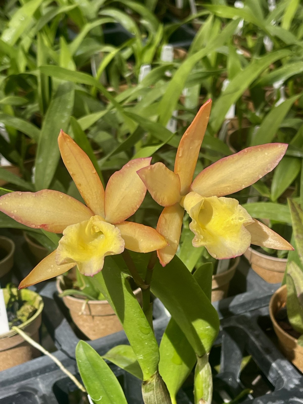 Blc. Kalapana Life ‘Puna Sunrise — Blc. Kalapana Life ‘Puna Sunrise