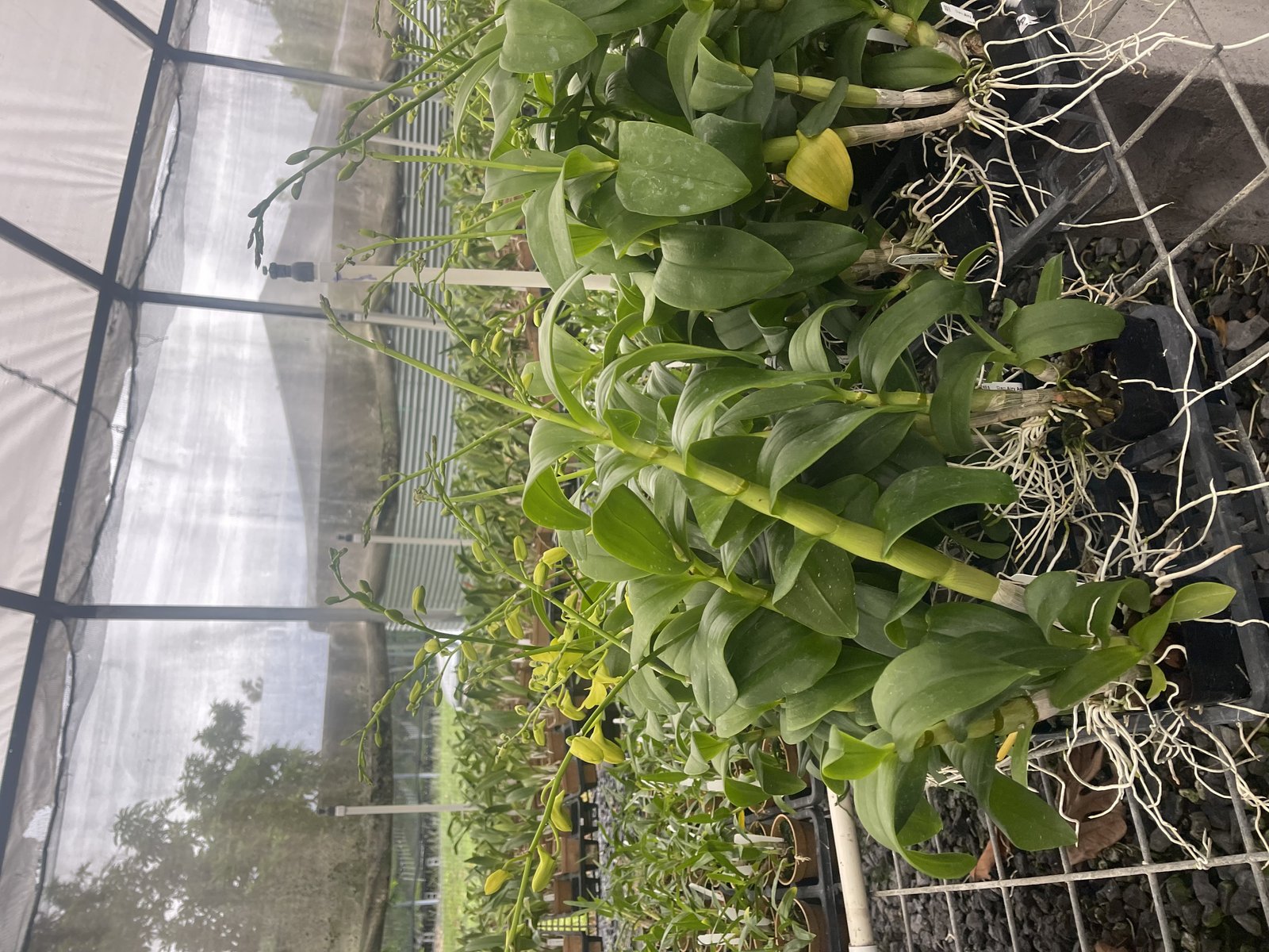 Den. Airy Apple Green plants — Den. Airy Apple Green plants