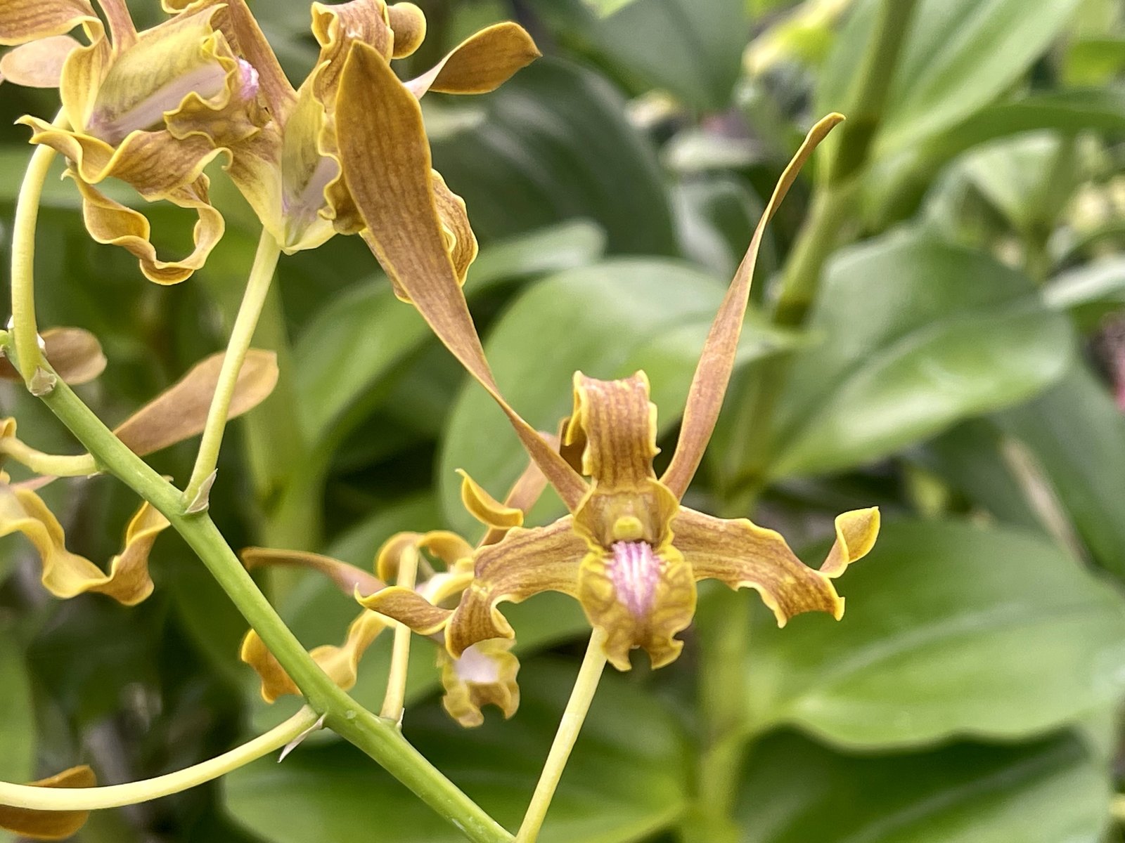 Den. Aminah Khatum — Den. Aminah Khatum
