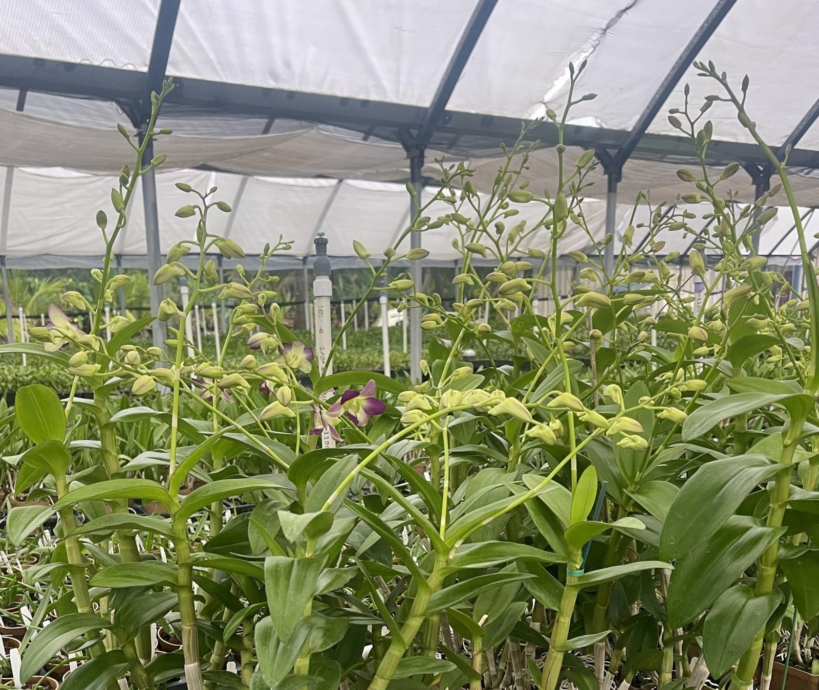 Den. Aridang Blue Plants — Den. Aridang Blue Plants