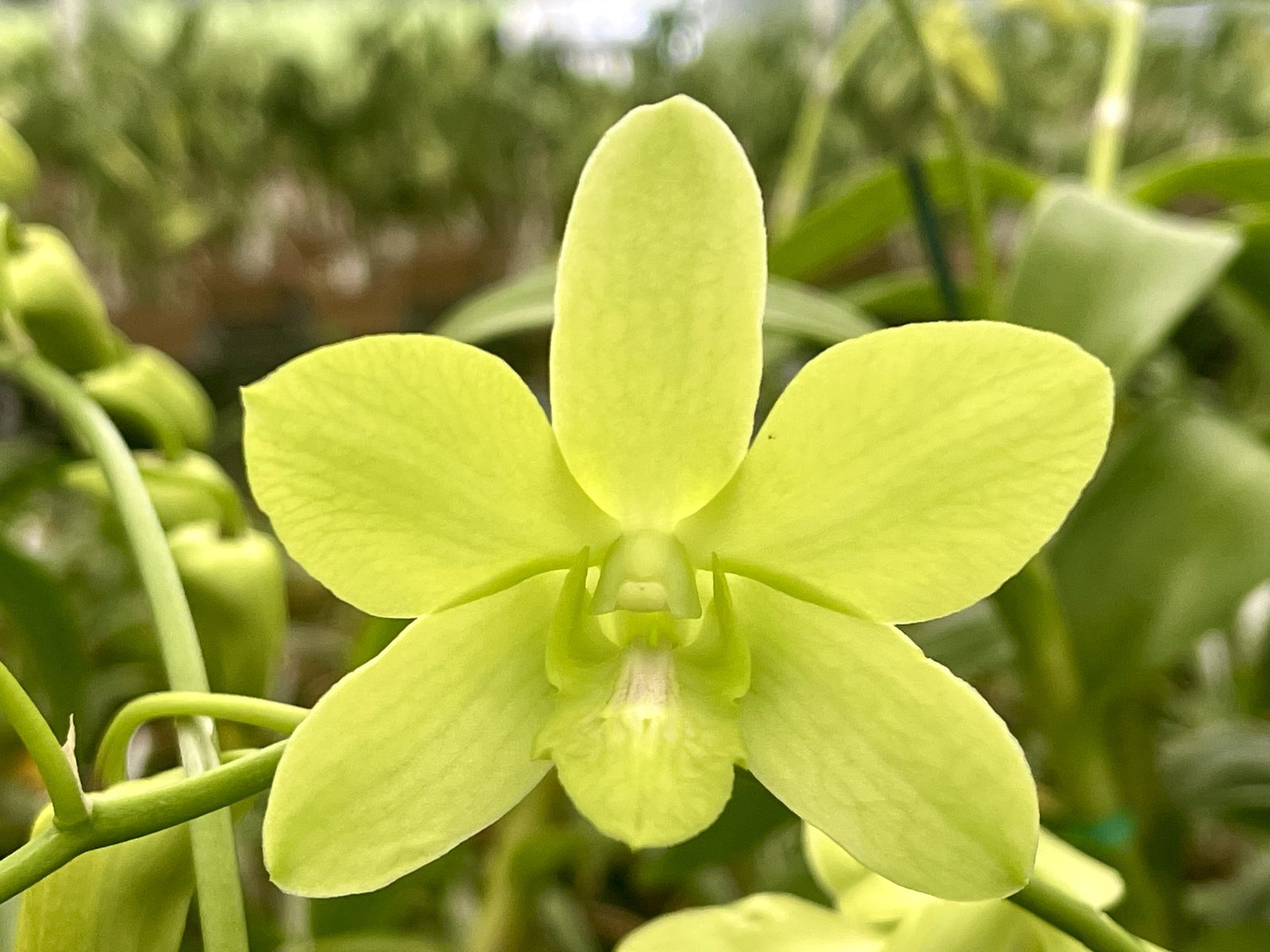 Den. Aridang Green — Den. Aridang Green