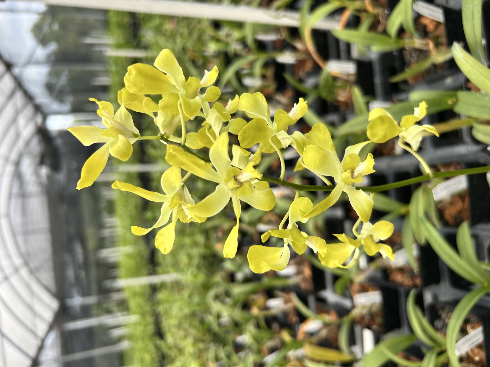 Den. Banana Ancheng — photo 2