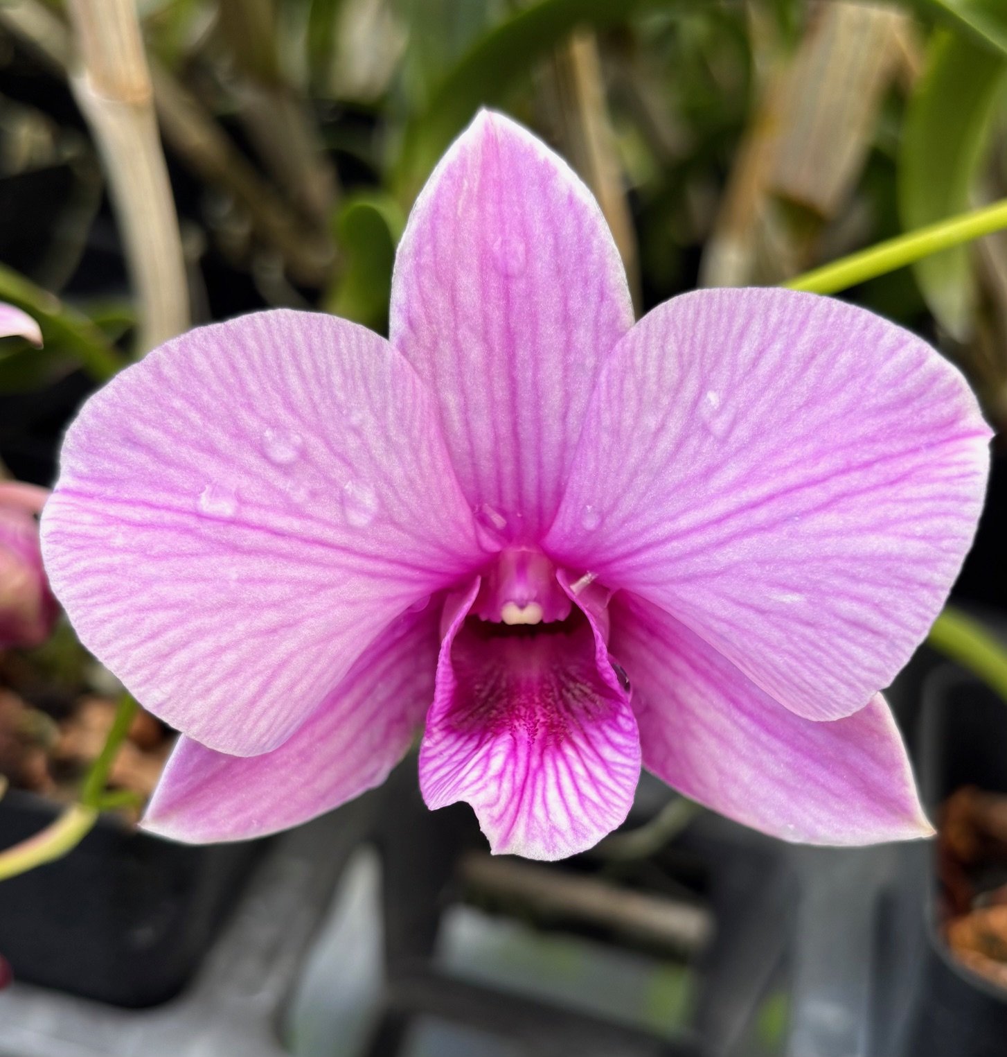 Den. Bright Future 'Promiseland' — Den. Bright Future 'Promiseland'