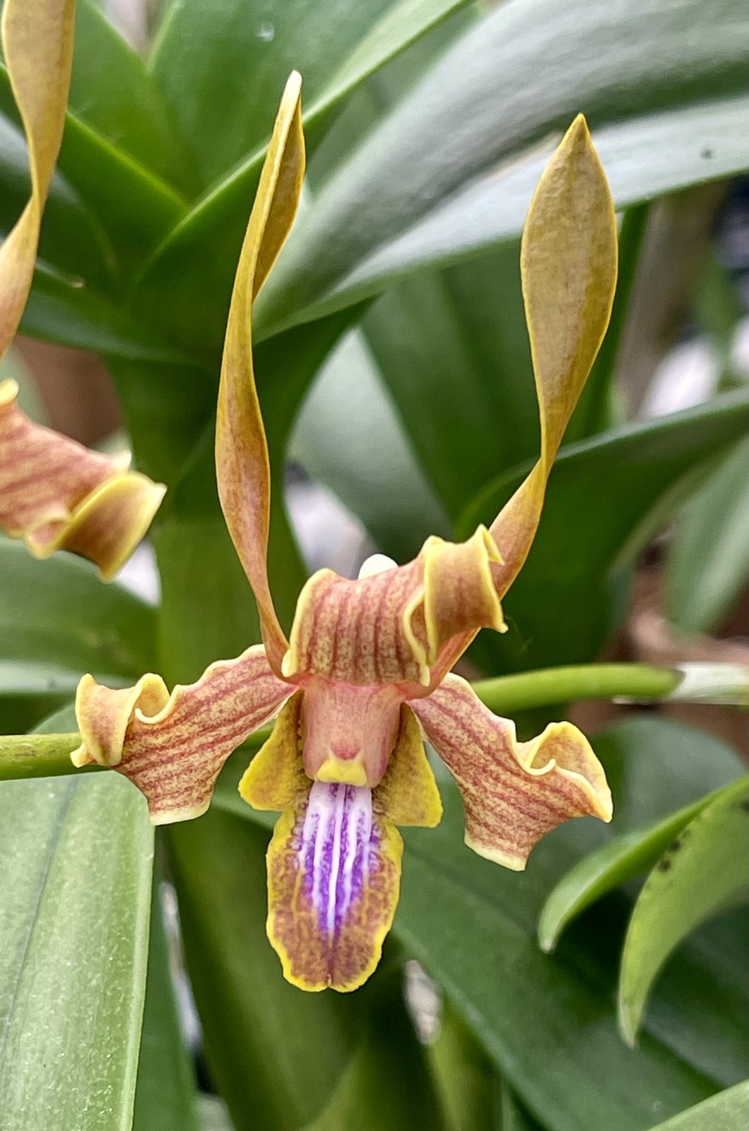Den. Butterscotch Ube '808 Orchids' — photo 2