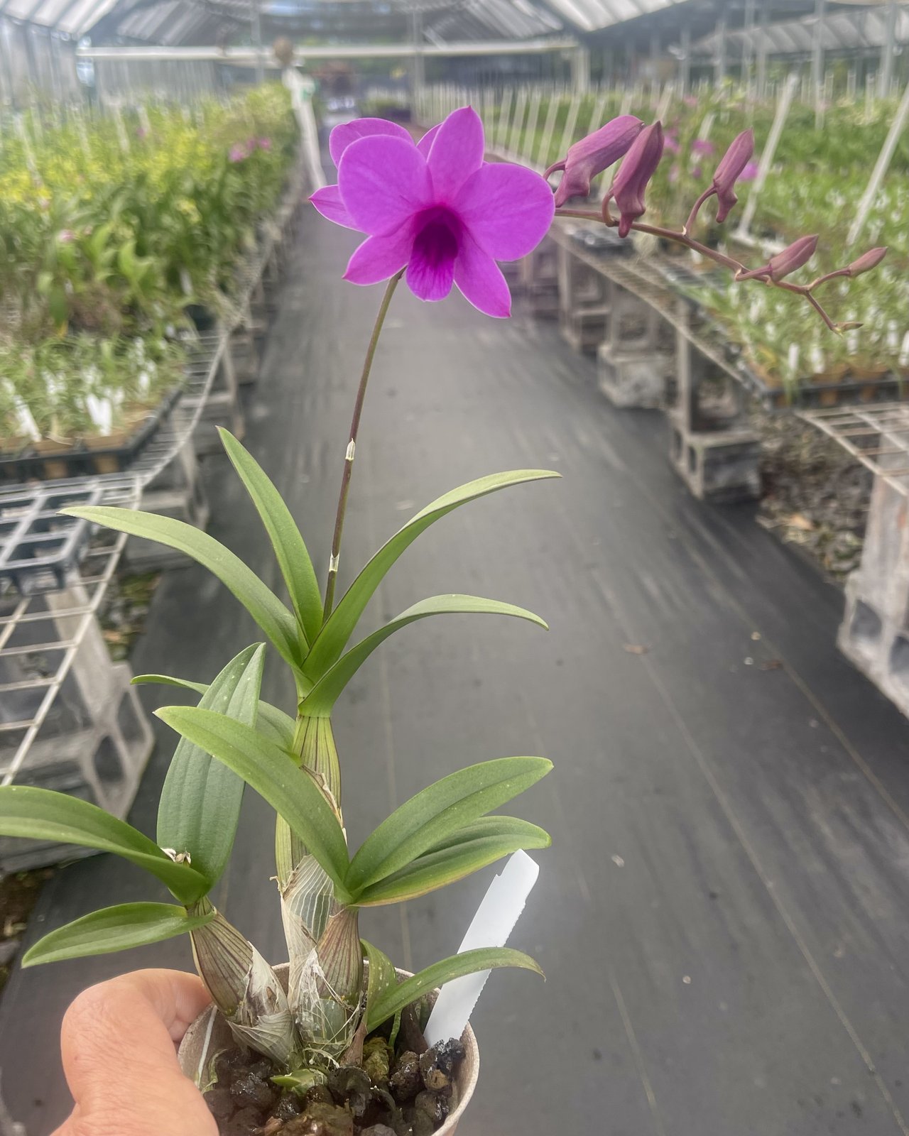 Den. Enobi Purple Little Plum — Den. Enobi Purple Little Plum