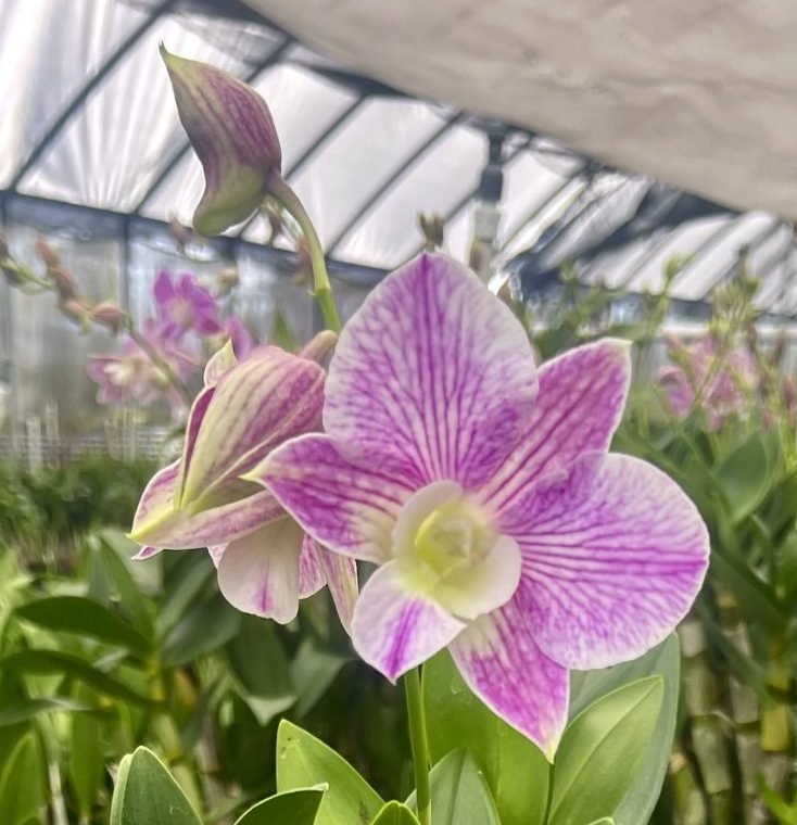 Den. Hawaii Stripes '808 Orchids' — Den. Hawaii Stripes '808 Orchids'