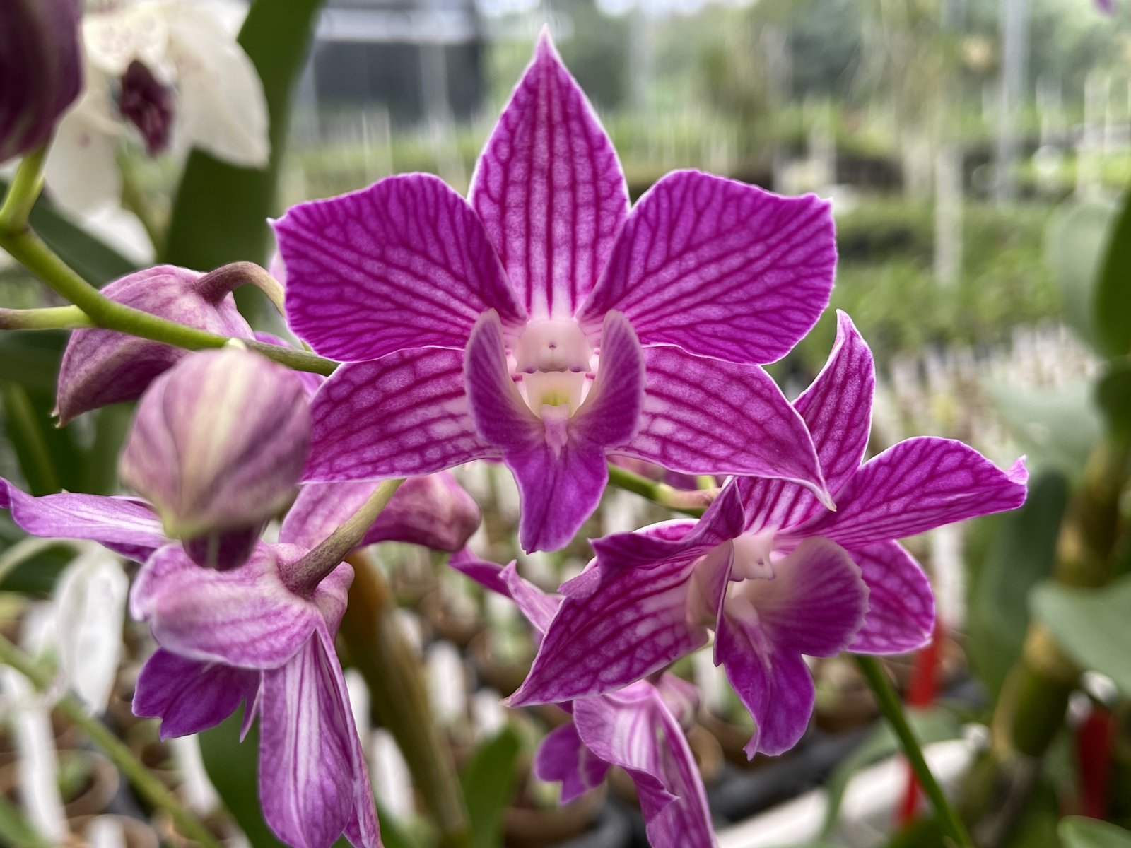 Den. Hawaiian Delight 'Puanani' — photo 2