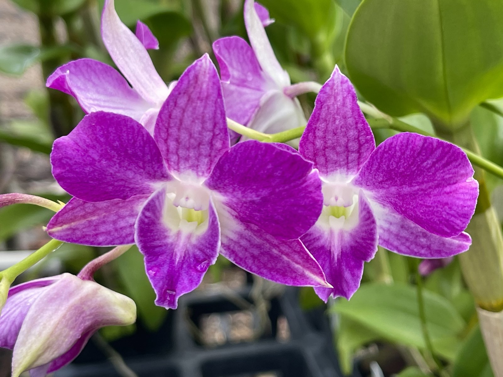 Den. Hawaiian Delight 'Puanani' — Den. Hawaiian Delight 'Puanani'