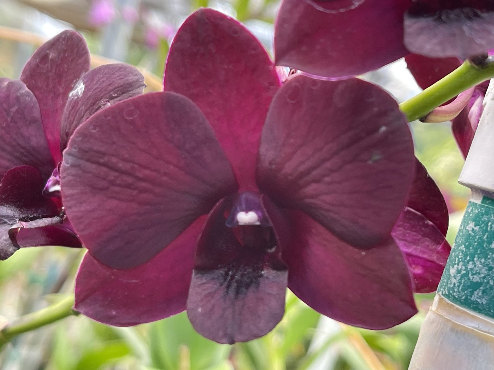Den. Kalapana Nights 'Kanikapila' — Den. Kalapana Nights 'Kanikapila'