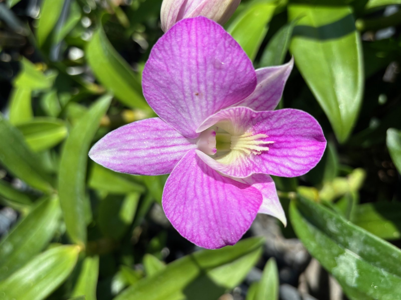 Den. Mem. Mary Porter — Den. Mem. Mary Porter