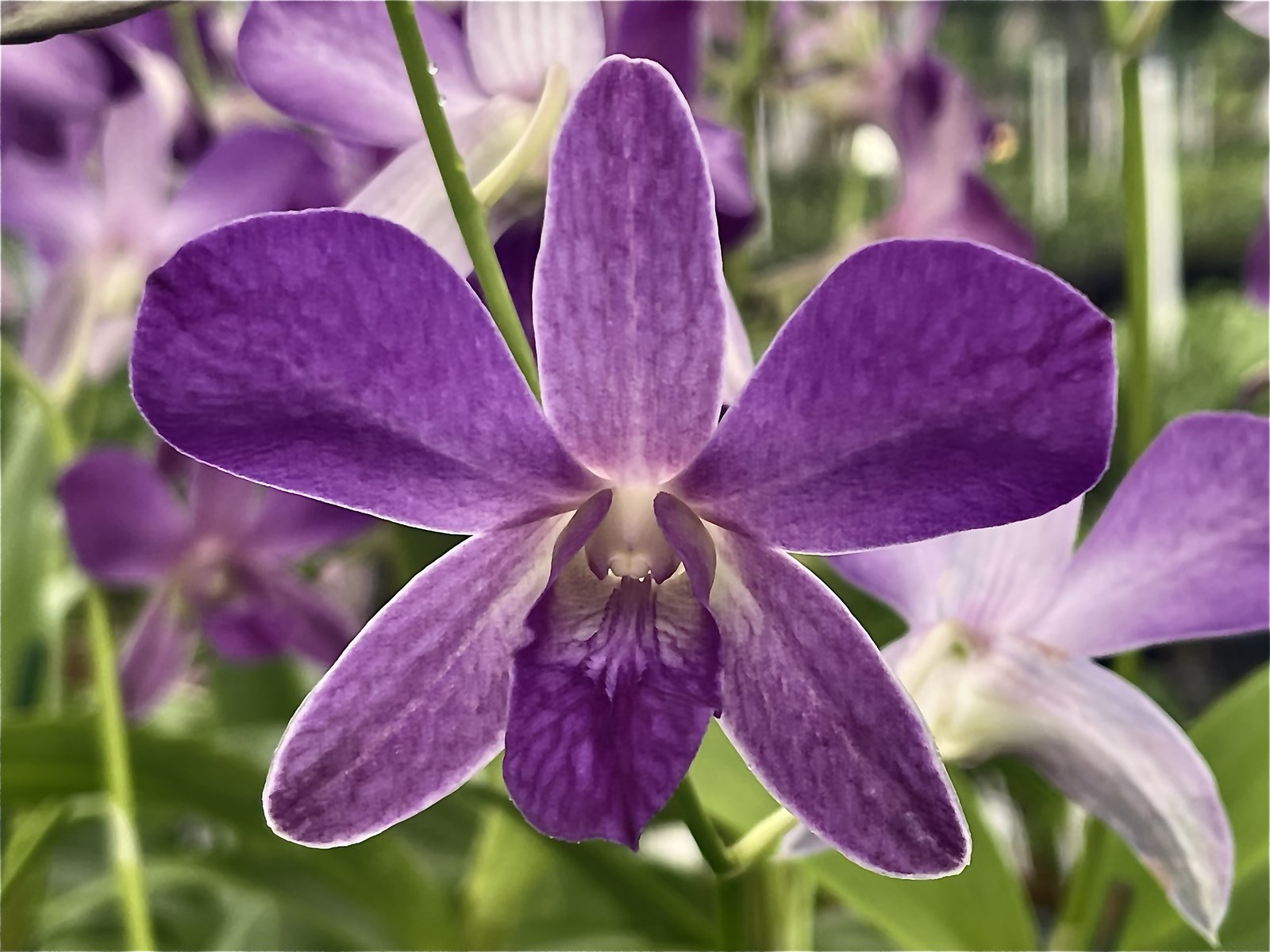 Den. Meyteo Blue x Kultana — Den. Meyteo Blue x Kultana