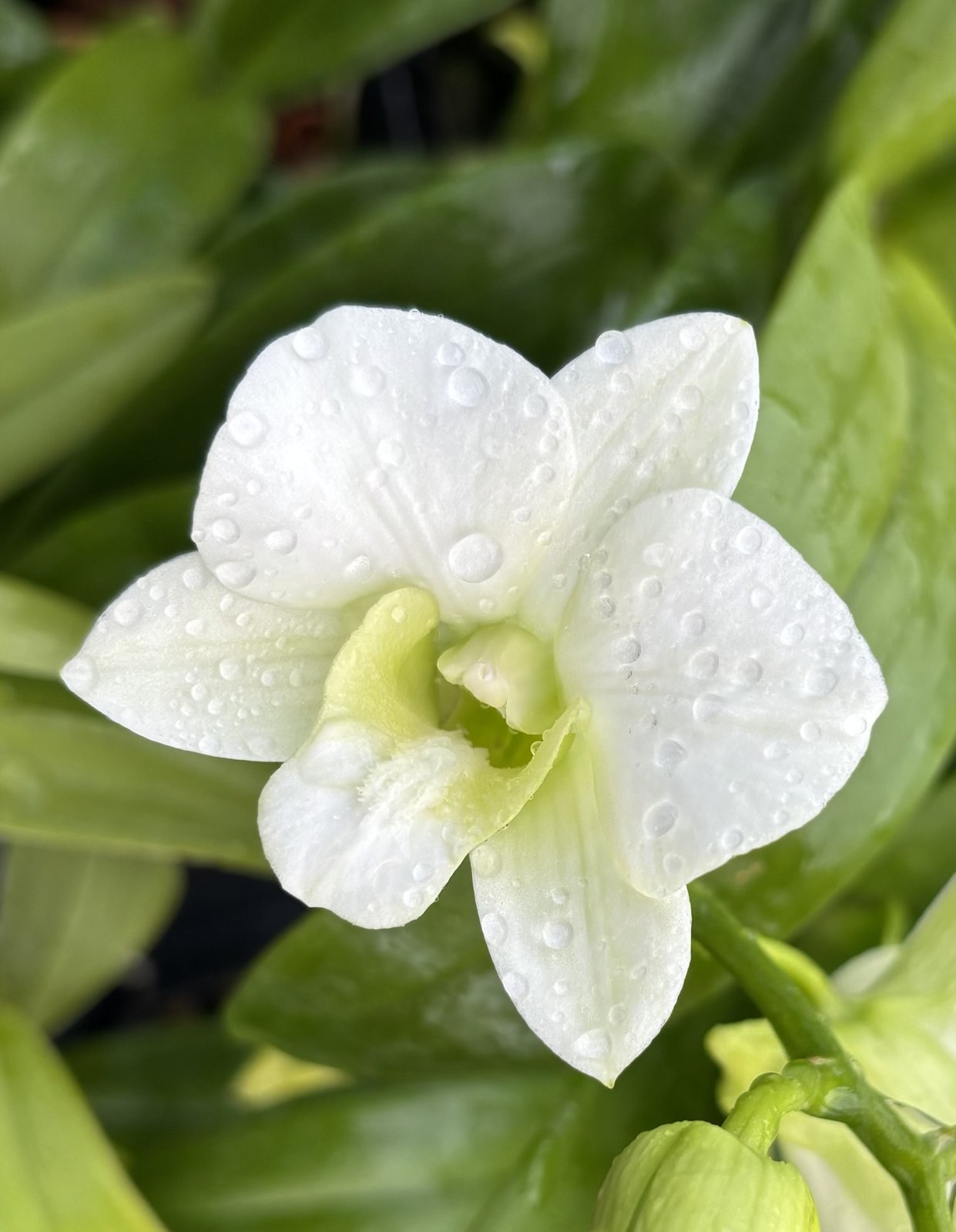 Den. Poper White — Den. Poper White