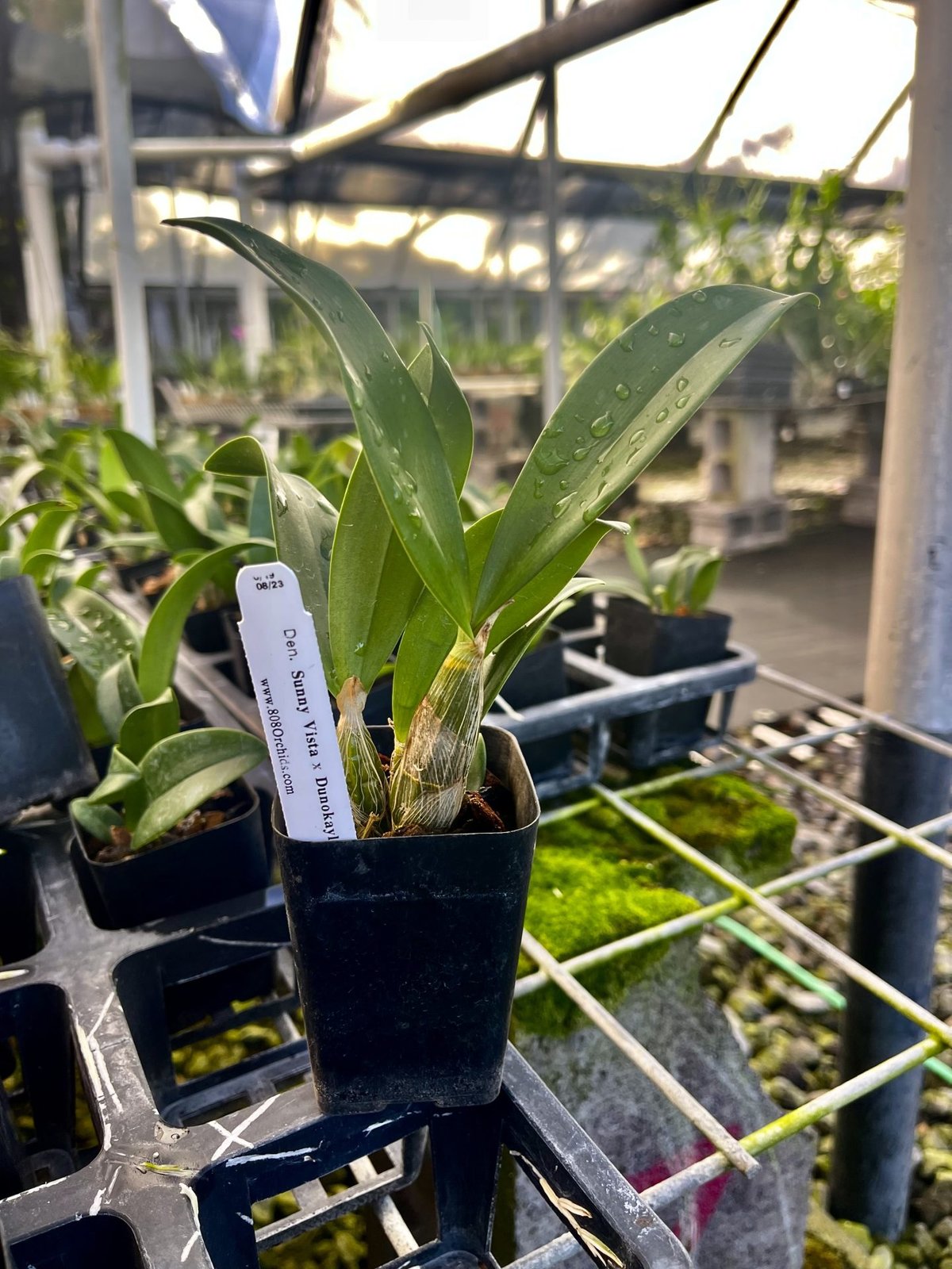 Den. Sunny Kalapana '808 Orchids' 2 — Den. Sunny Kalapana '808 Orchids' 2