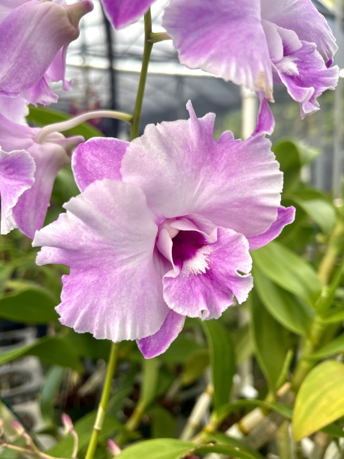 Den. Tuesday Delight '808 Orchids' — photo 2