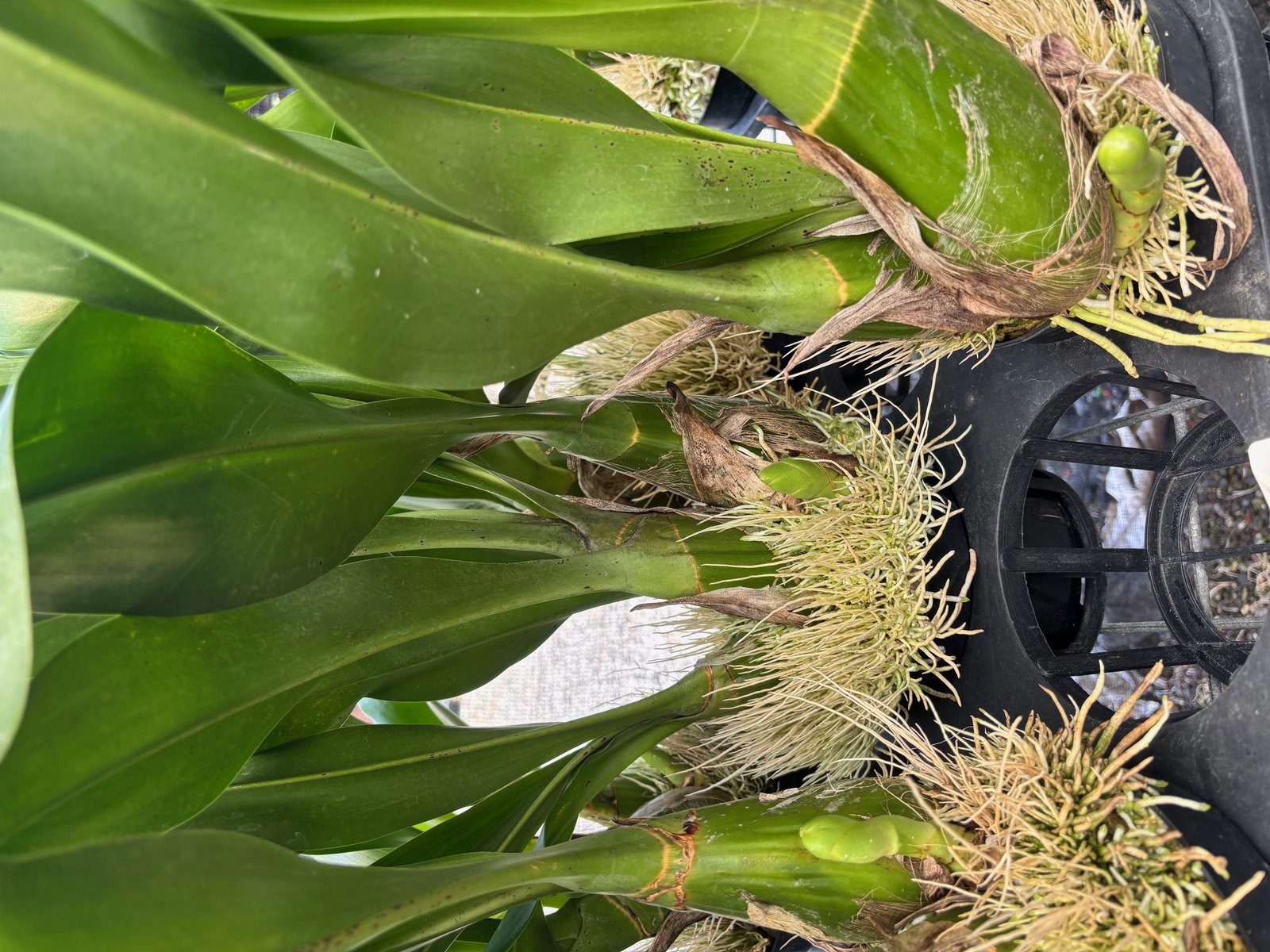 Gram. citrinum1 — Gram. citrinum1