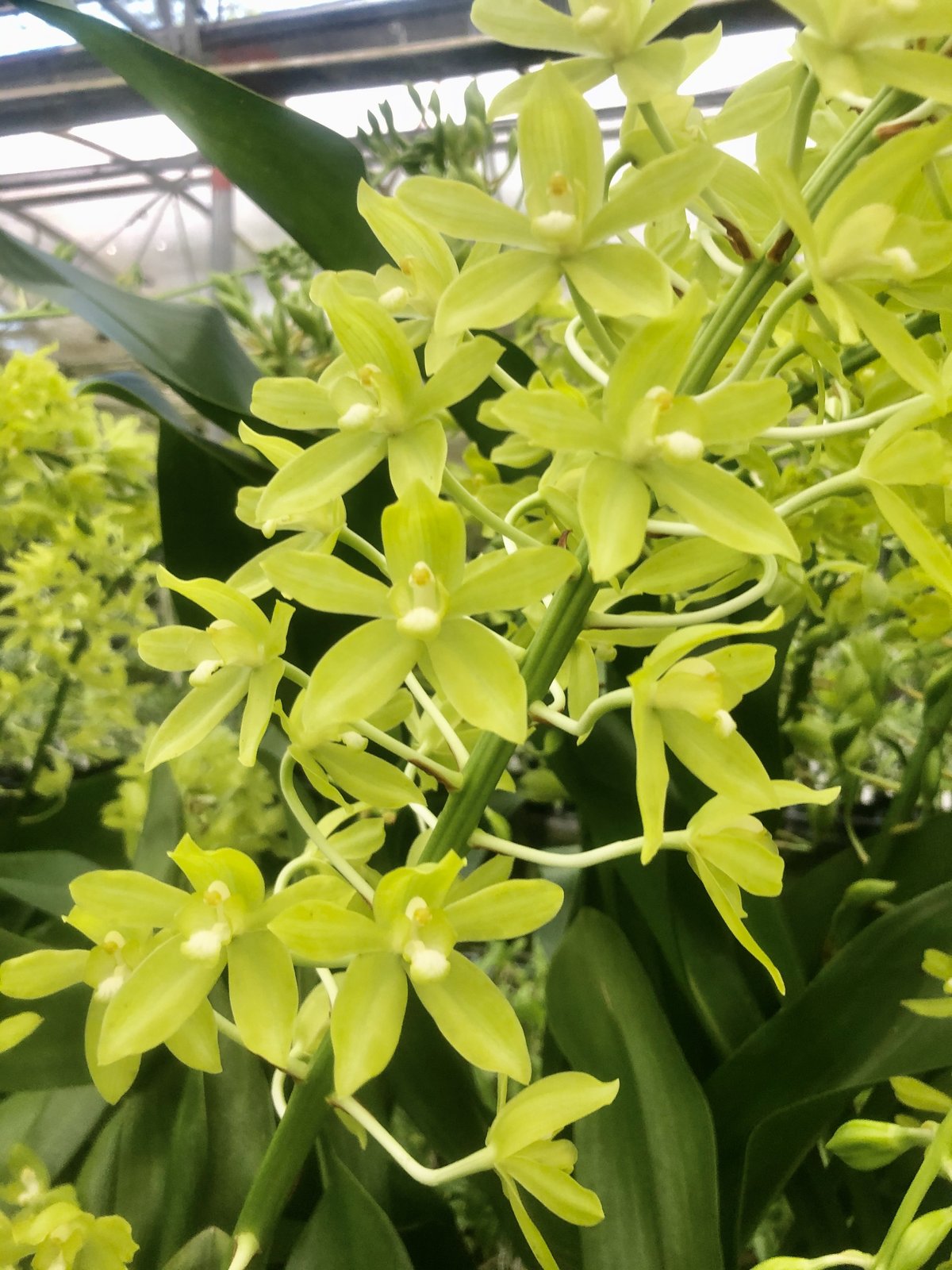 Gram. scriptum var. citrinum — photo 2