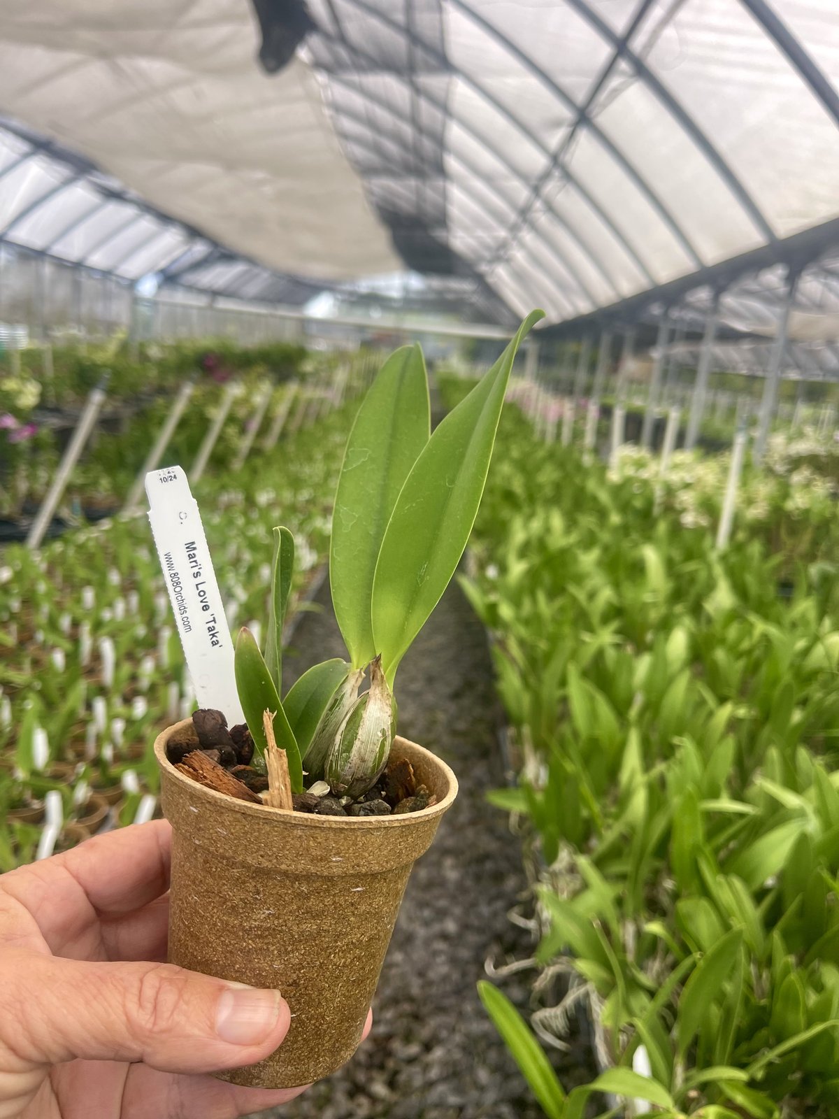Lc. Maris love Taka 3 plant — Lc. Maris love Taka 3 plant