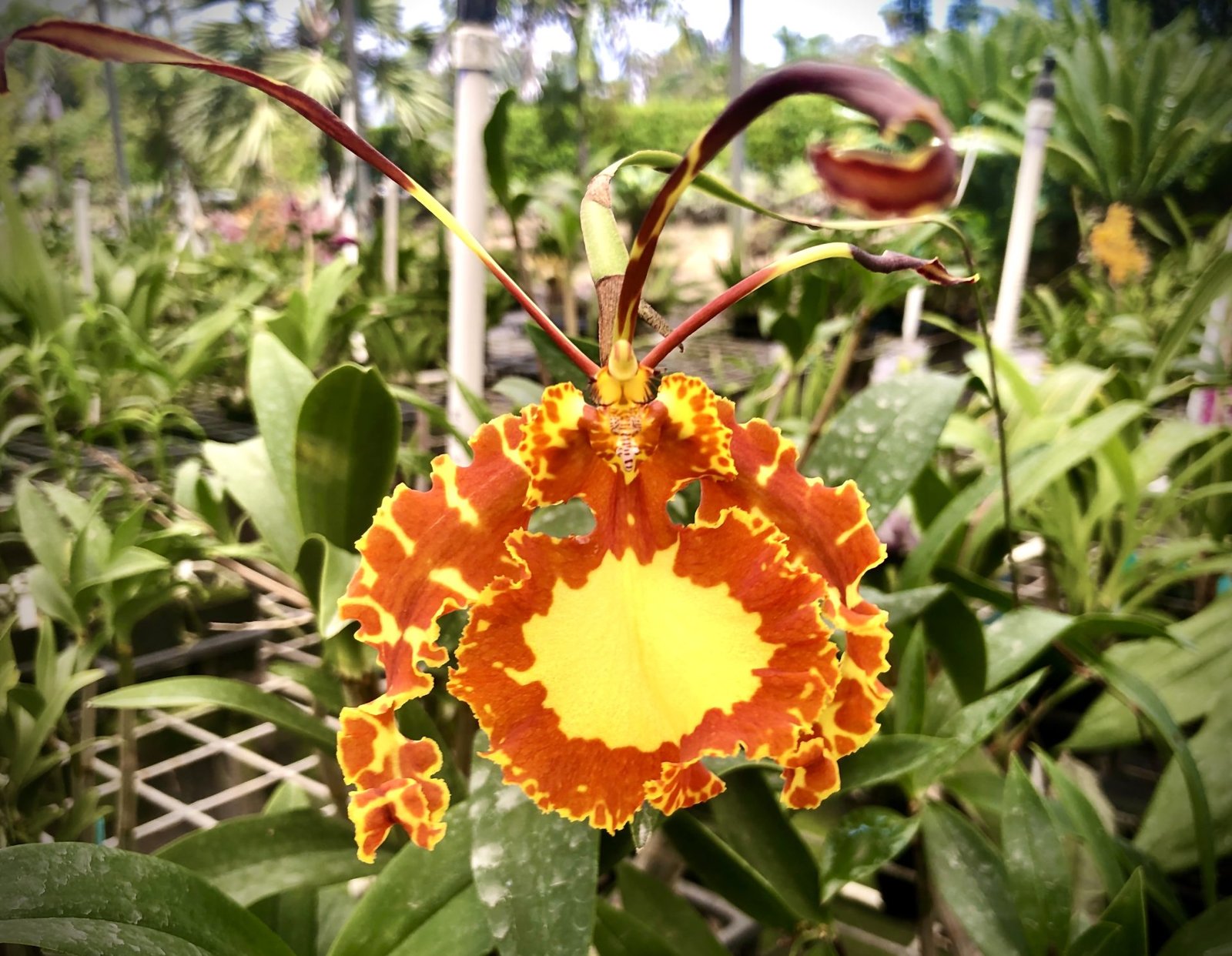 Onc. Mendenhall 'Hildos' — Onc. Mendenhall 'Hildos'