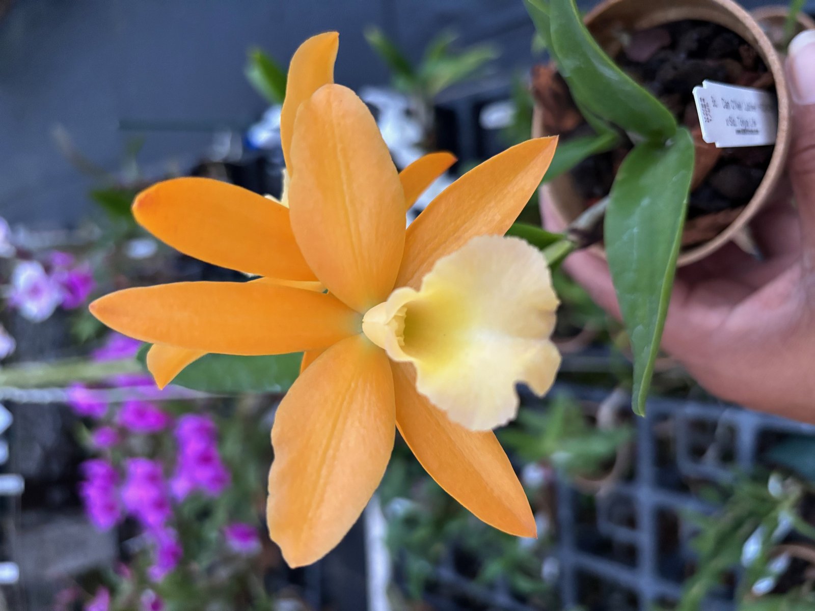 Rth. Kalapana Life Mokuhulu — Rth. Kalapana Life Mokuhulu