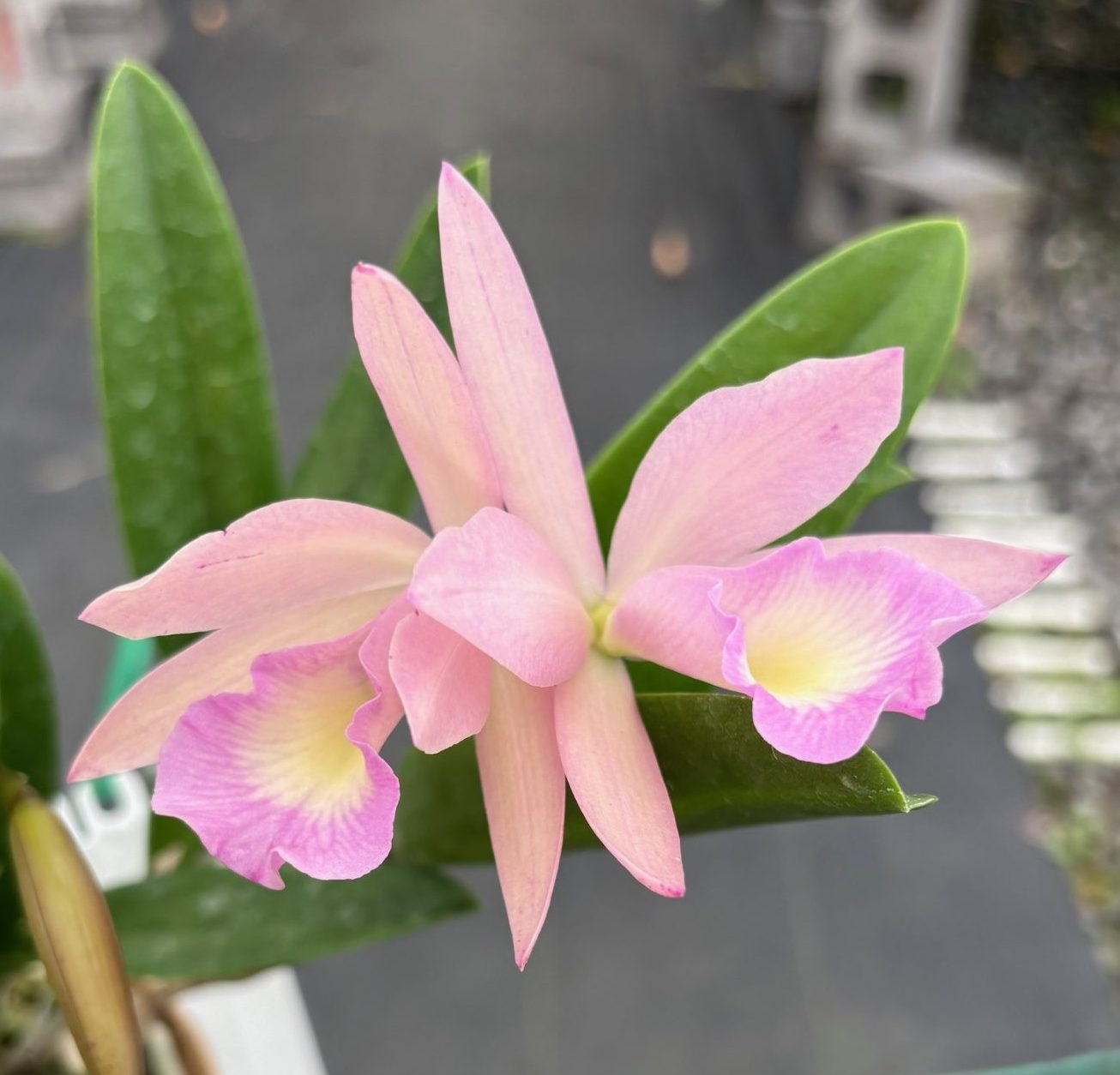 Rth. Kalapana Life — photo 2